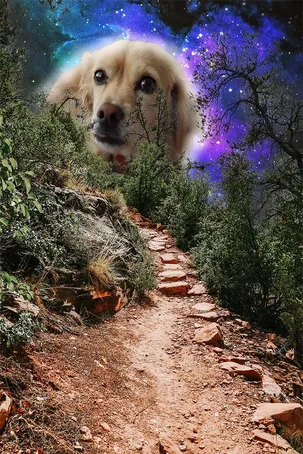 Space Dog